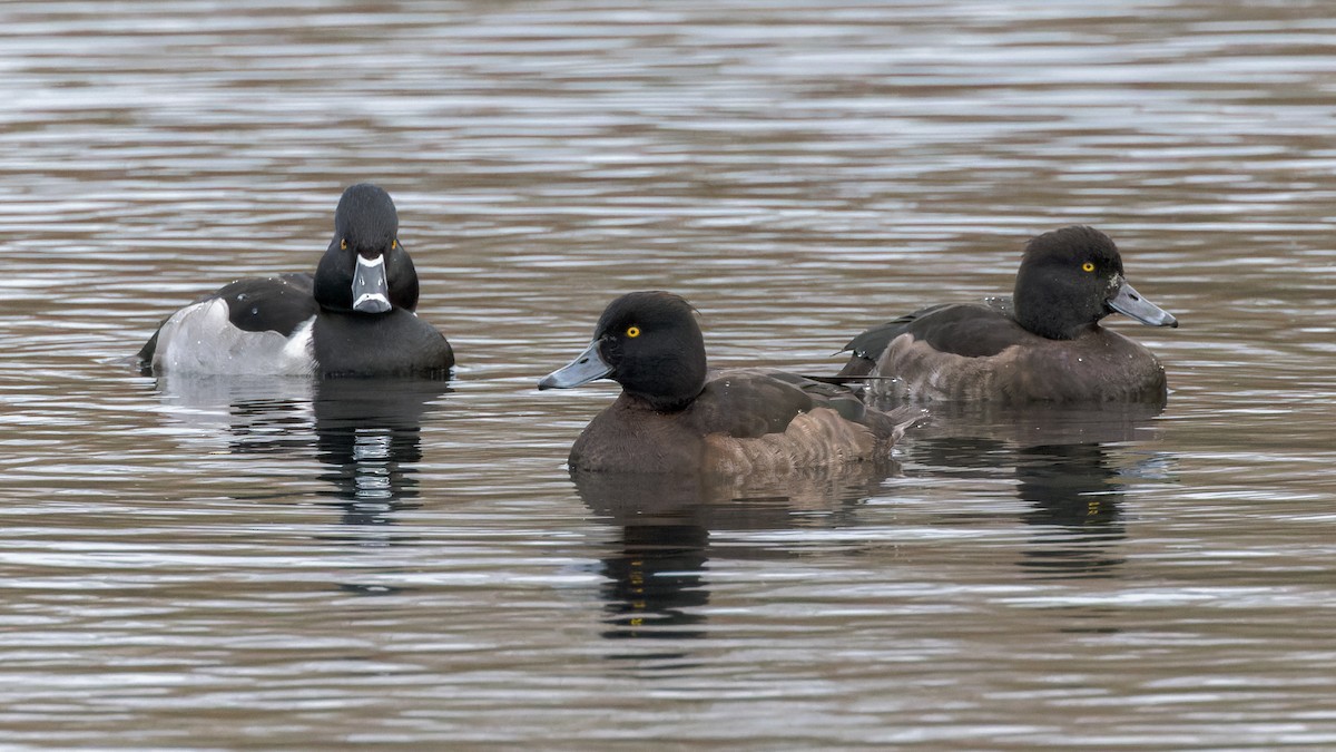 Ring-necked Duck - William Stephens