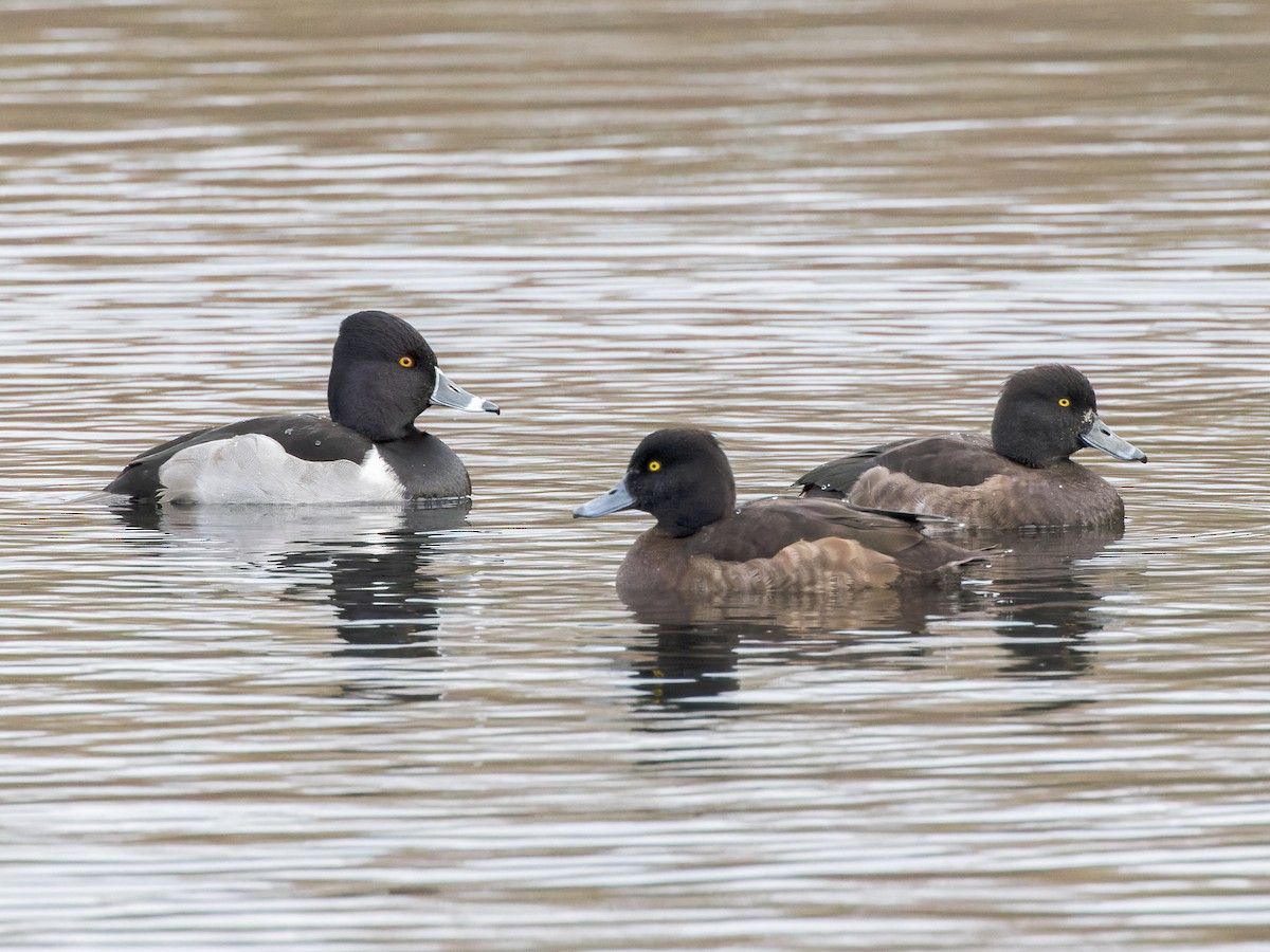 Ring-necked Duck - William Stephens