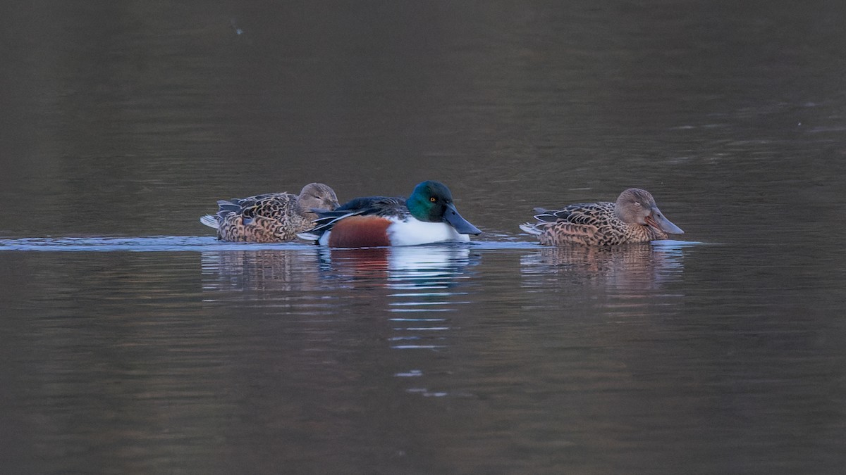 Northern Shoveler - William Stephens