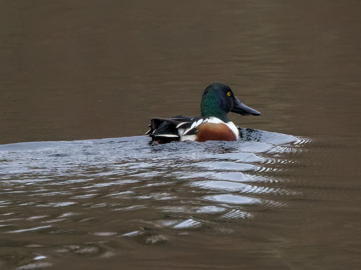 Northern Shoveler - William Stephens