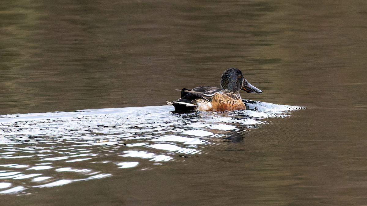 Northern Shoveler - William Stephens