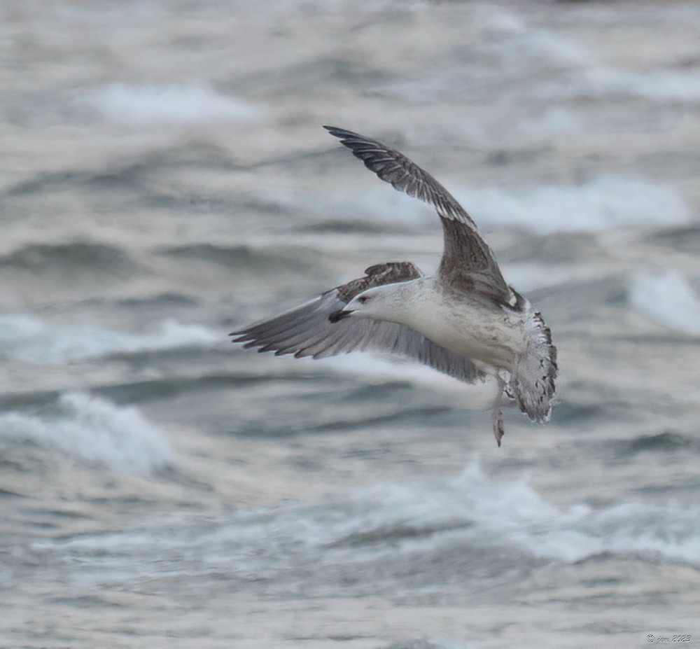 Great Black-backed Gull - ML612493437