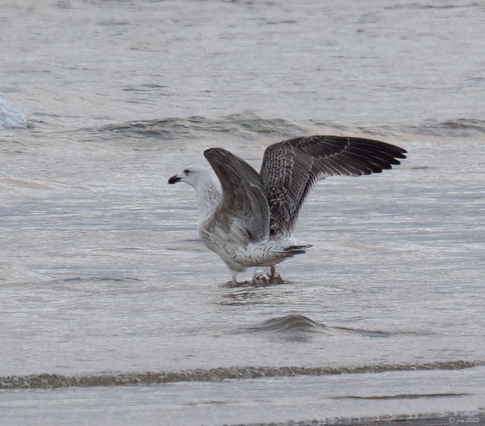 Great Black-backed Gull - ML612493438