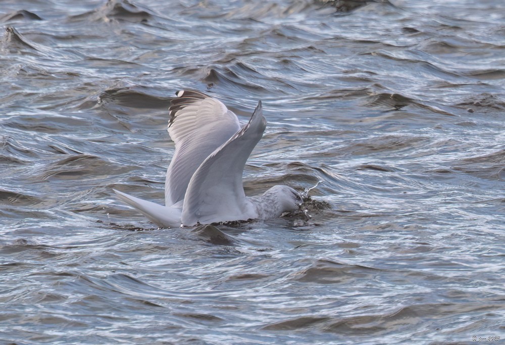 Herring Gull - ML612493442