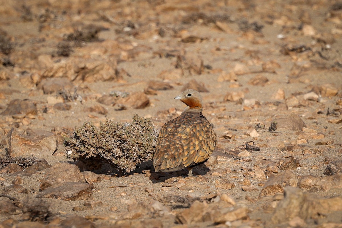 Black-bellied Sandgrouse - ML612493510