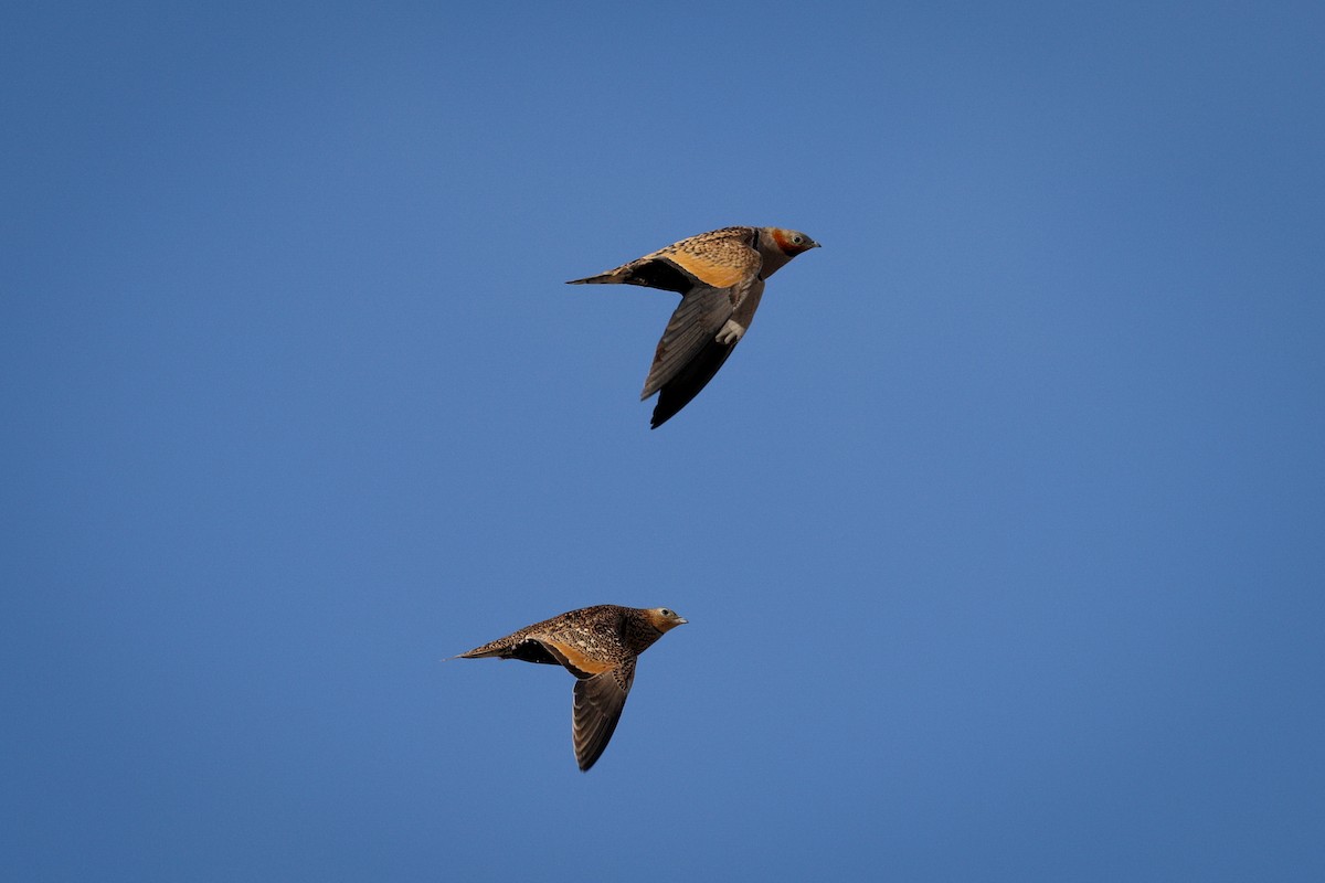 Black-bellied Sandgrouse - Gretchen Locy