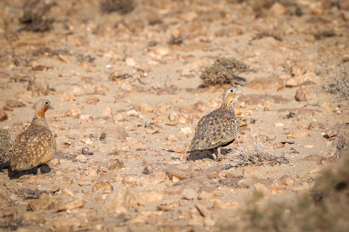 Black-bellied Sandgrouse - ML612493512