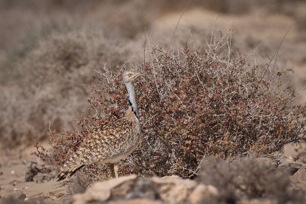 Houbara Bustard - Gretchen Locy