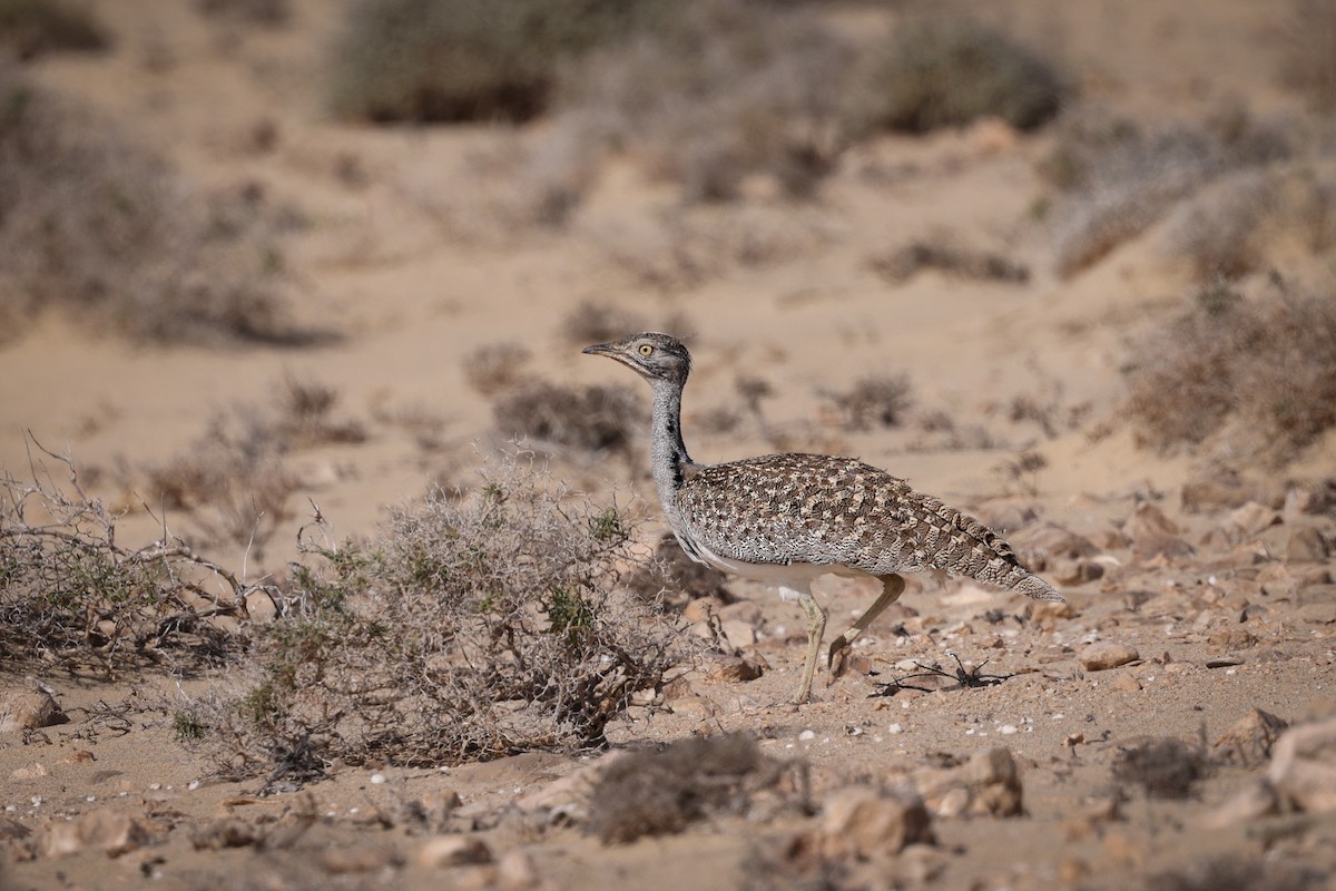 Houbara Bustard - Gretchen Locy