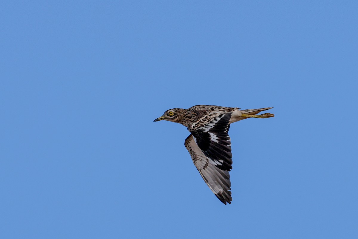 Eurasian Thick-knee - ML612493531