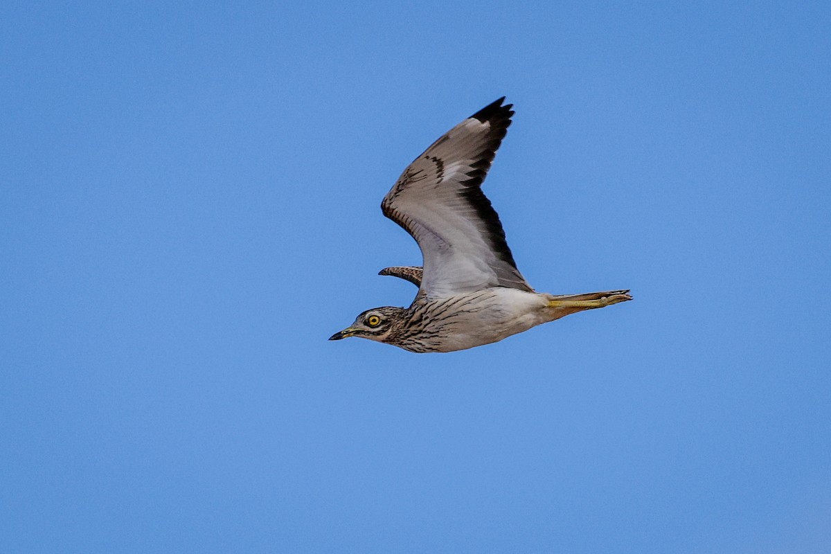 Eurasian Thick-knee - ML612493532