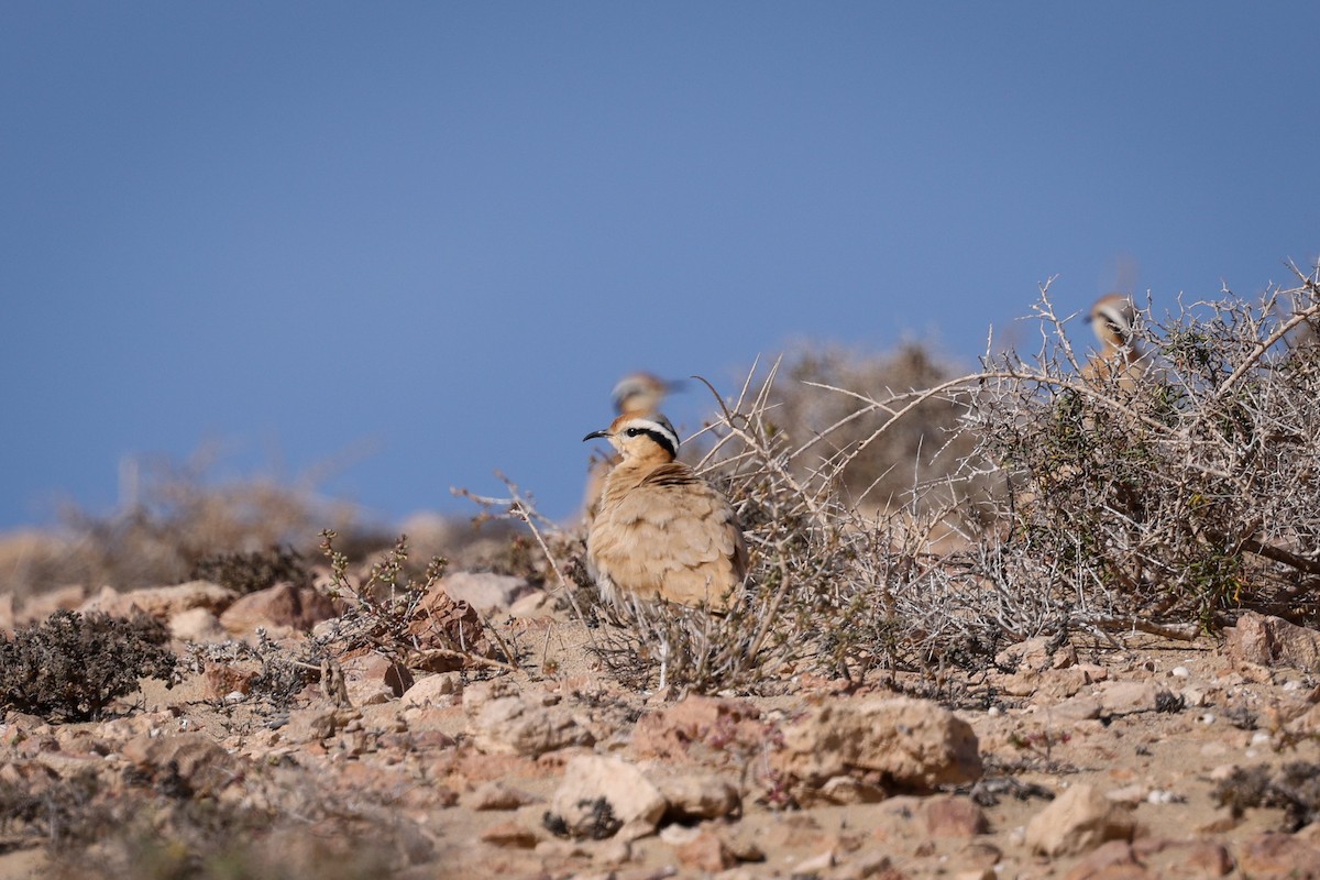 Cream-colored Courser - ML612493541