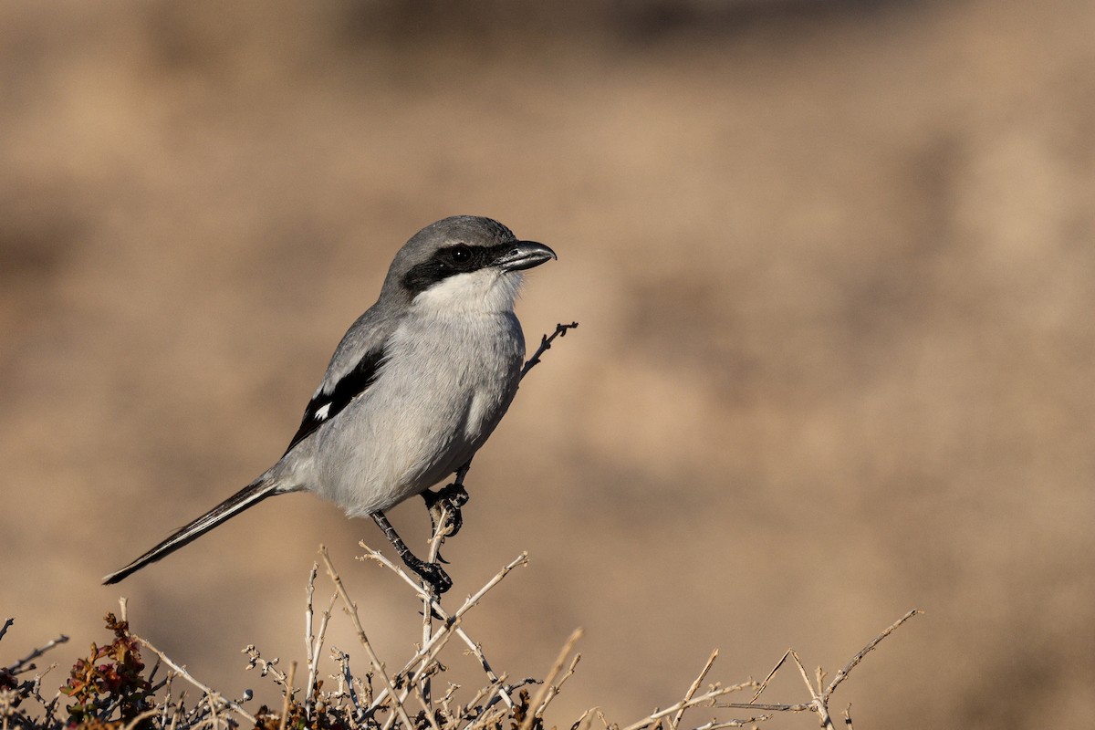 Great Gray Shrike - ML612493556