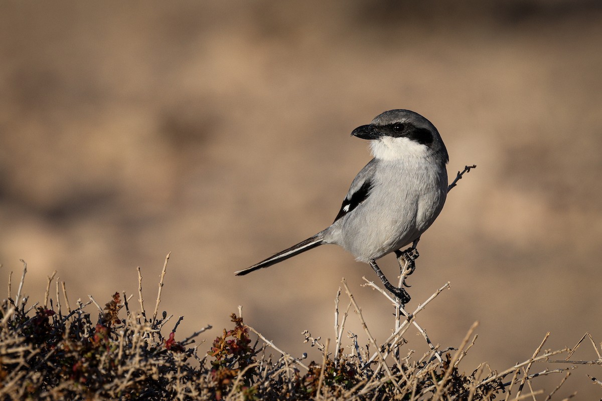 Great Gray Shrike - ML612493557