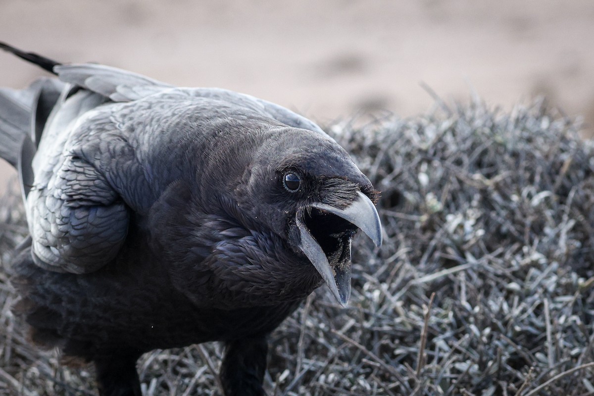 Common Raven - ML612493560