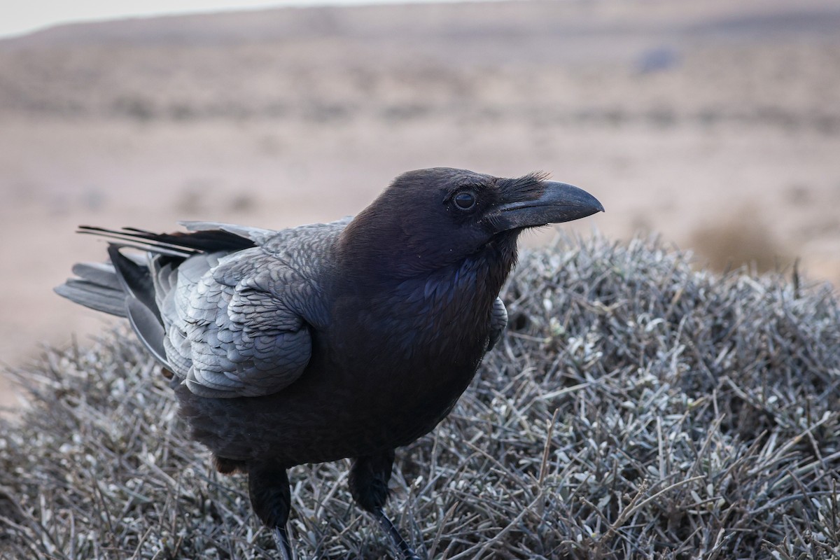 Common Raven - ML612493563