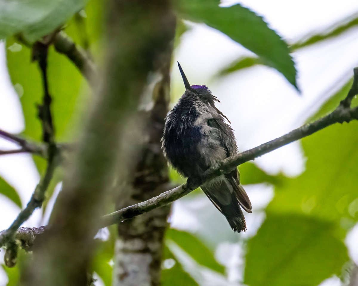 kolibřík paraguayský - ML612493566
