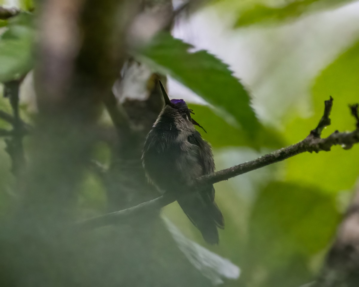 kolibřík paraguayský - ML612493567