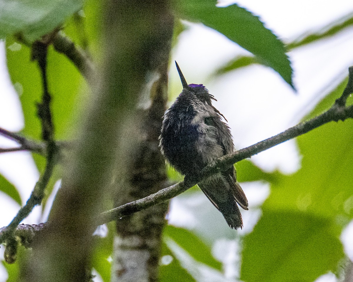 kolibřík paraguayský - ML612493568