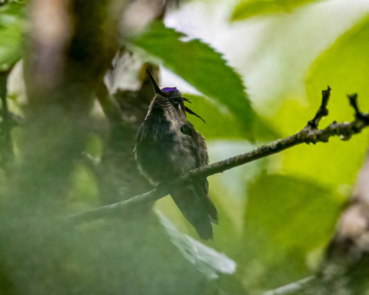 kolibřík paraguayský - ML612493569