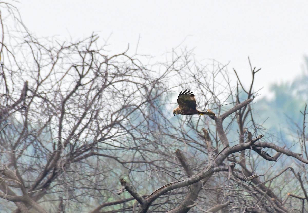 Western Marsh Harrier - ML612493577