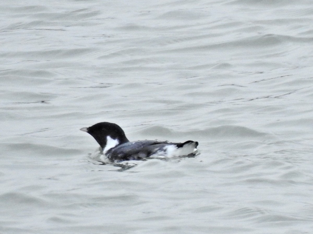 Ancient Murrelet - Jeff Goff