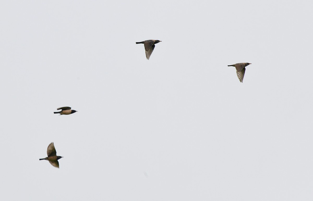 Rosy Starling - Sathish Ramamoorthy