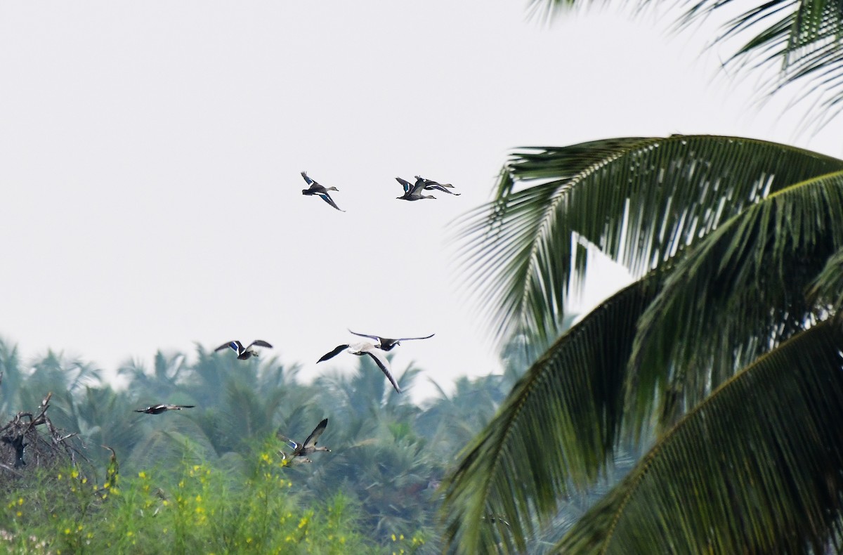 Bar-headed Goose - Sathish Ramamoorthy