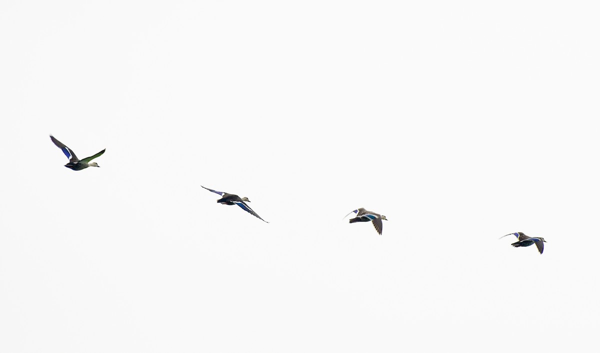 Indian Spot-billed Duck - Sathish Ramamoorthy