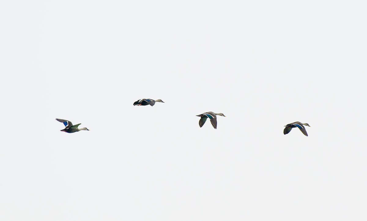 Indian Spot-billed Duck - Sathish Ramamoorthy