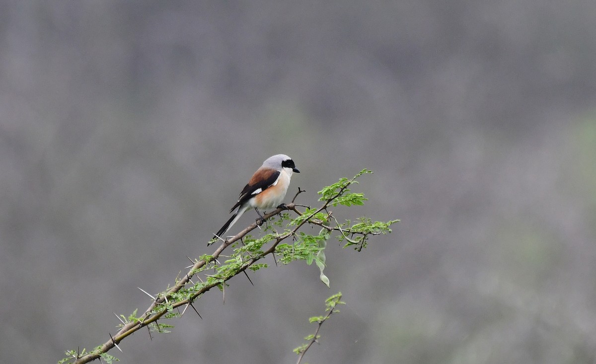 Bay-backed Shrike - Sathish Ramamoorthy