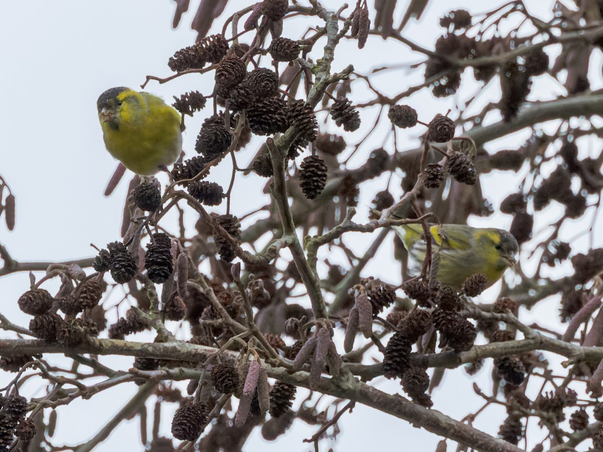 Eurasian Siskin - William Stephens