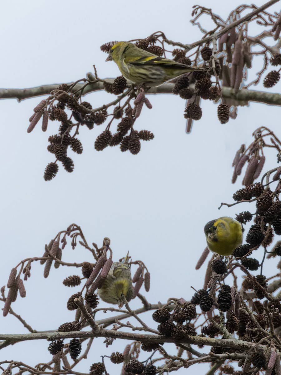 Eurasian Siskin - William Stephens