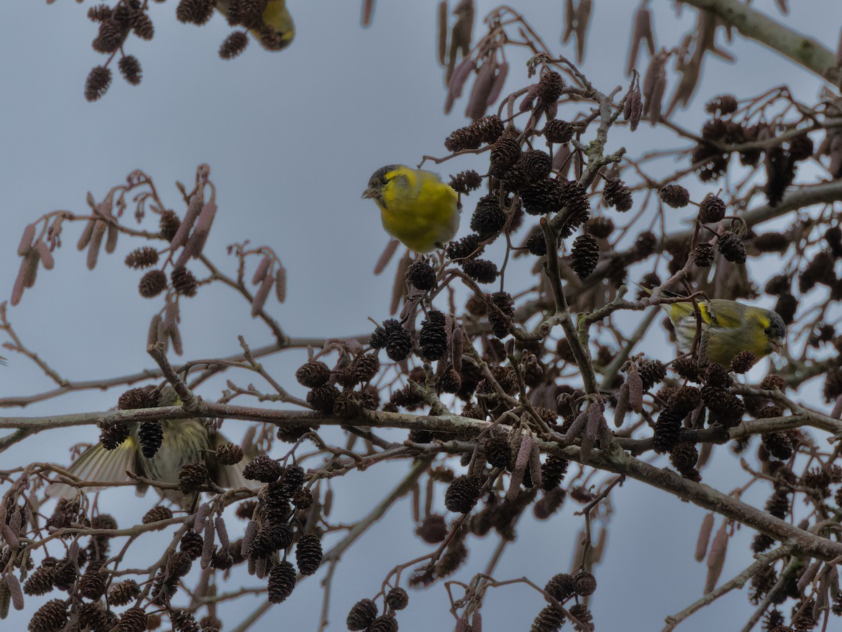 Eurasian Siskin - William Stephens