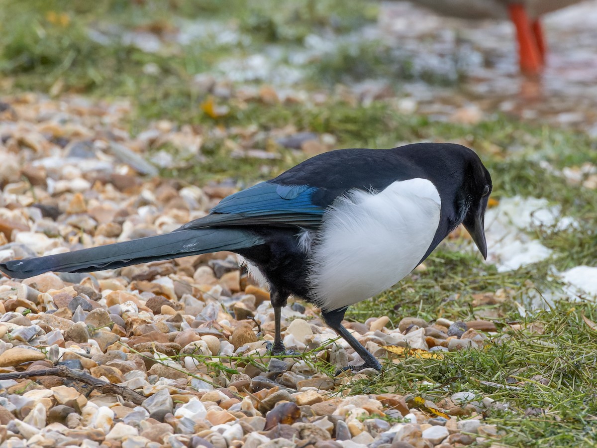 Eurasian Magpie - William Stephens