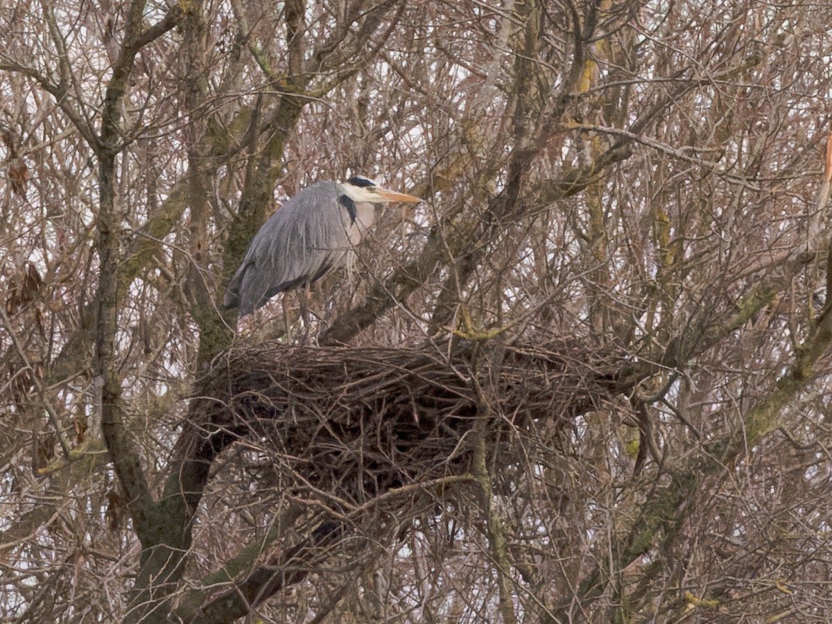 Gray Heron - William Stephens