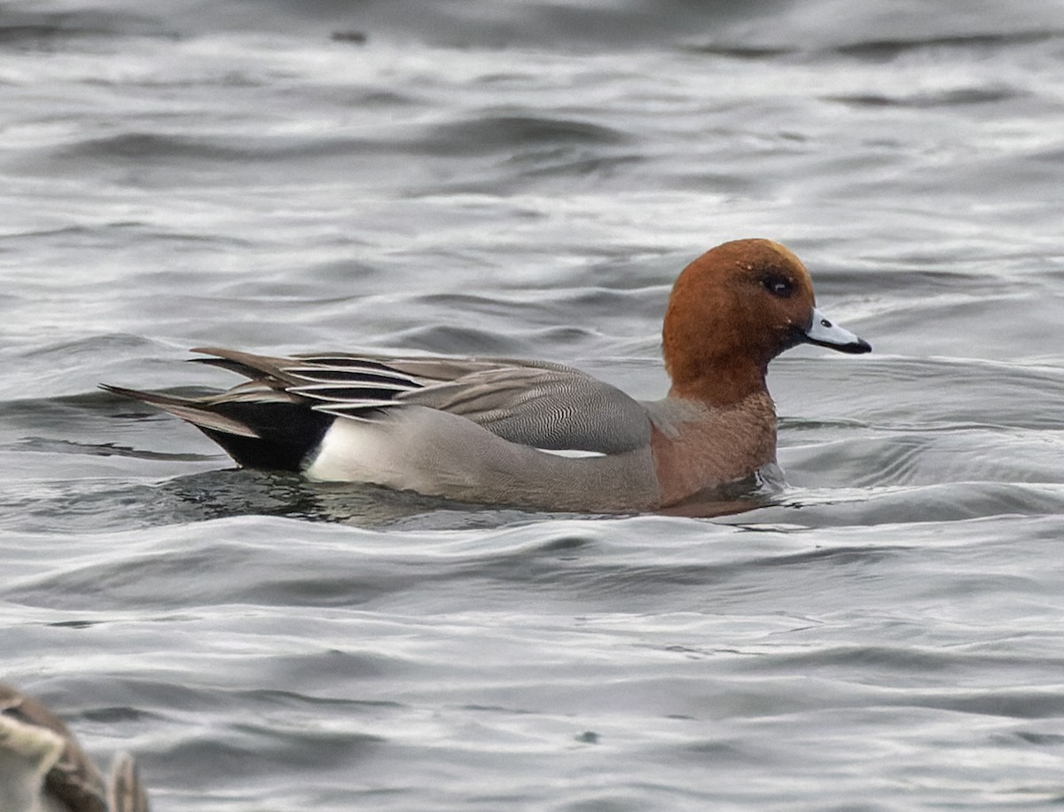 Eurasian Wigeon - William Stephens