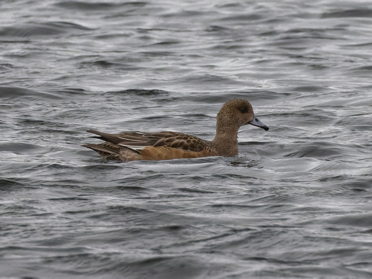 Eurasian Wigeon - William Stephens