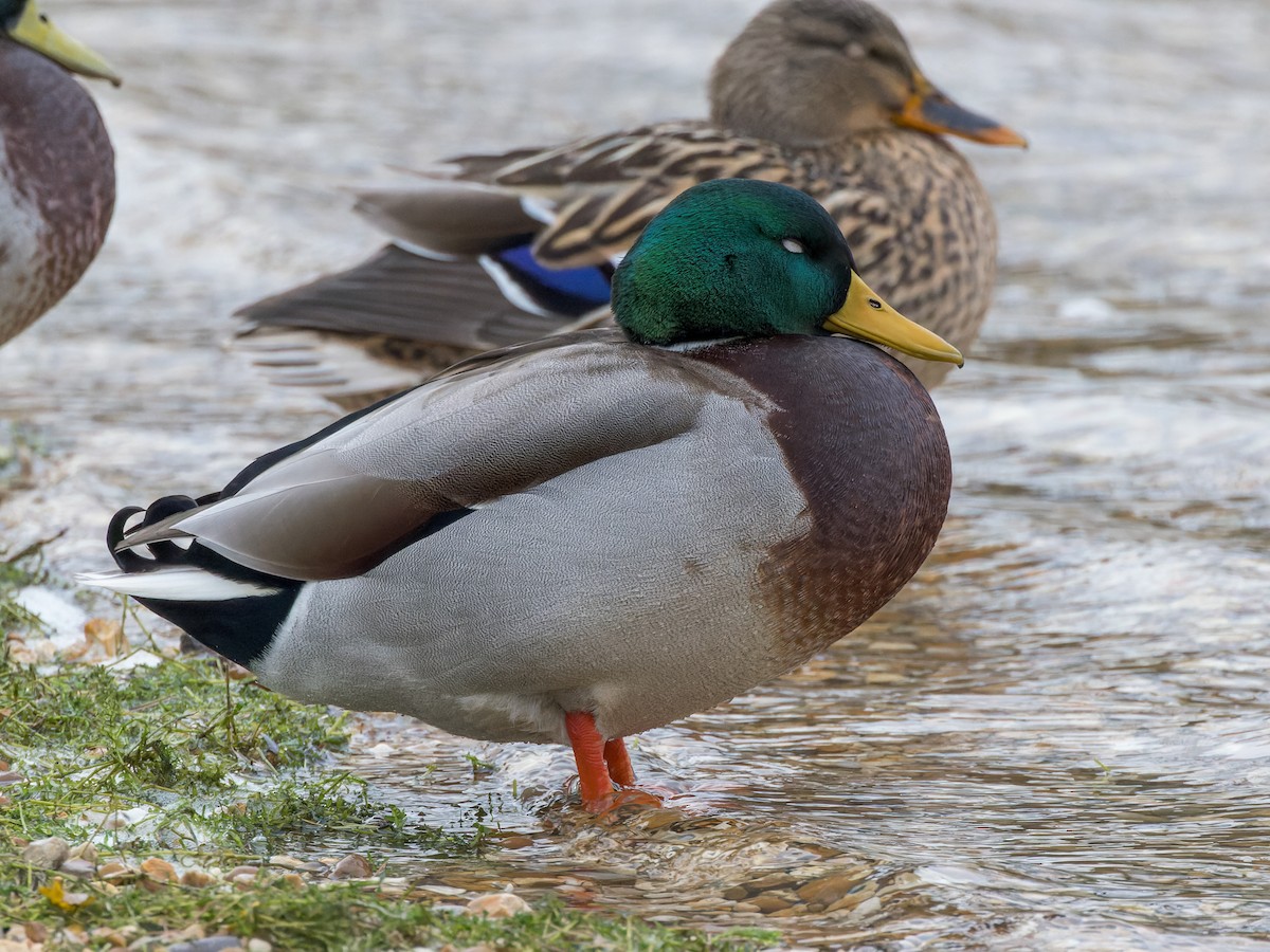 Mallard - William Stephens