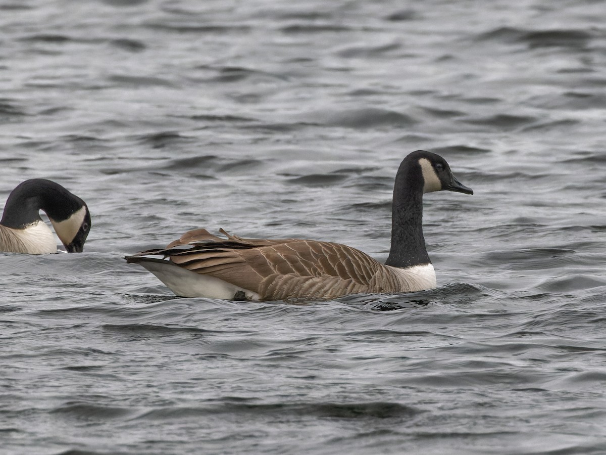 Canada Goose - William Stephens