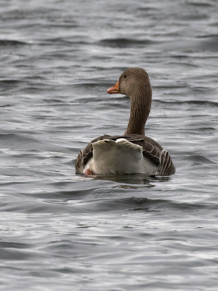 Graylag Goose - ML612494031