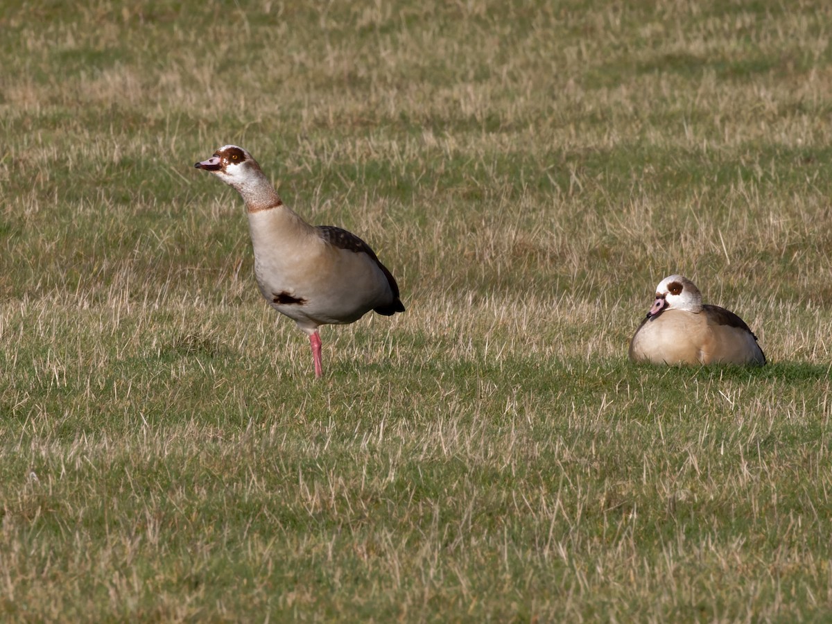 Egyptian Goose - ML612494062