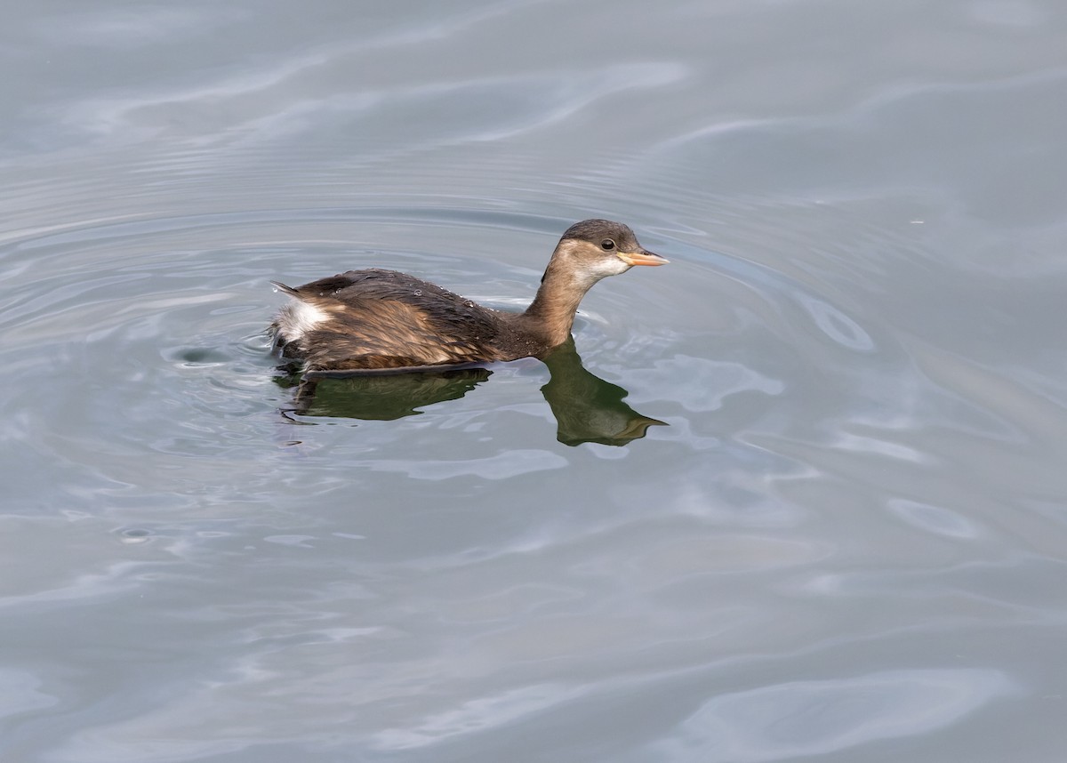 Little Grebe - ML612494069