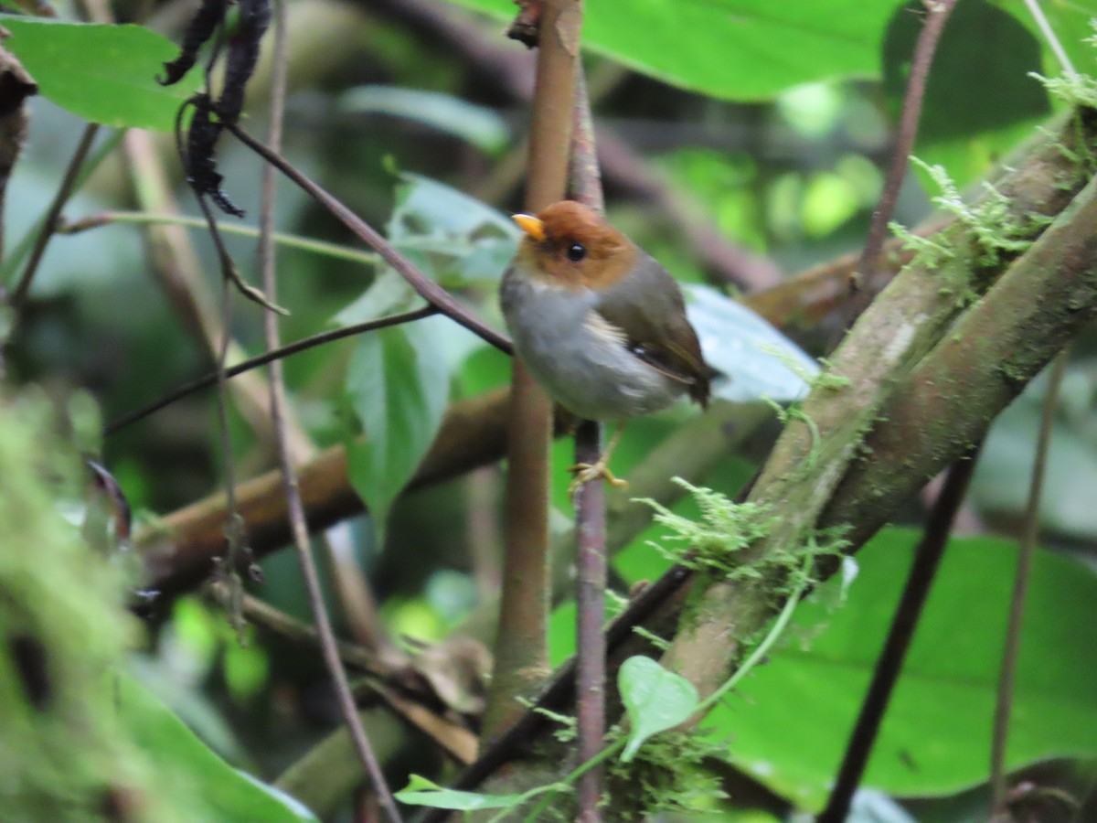 Hooded Antpitta - Manuel Franco