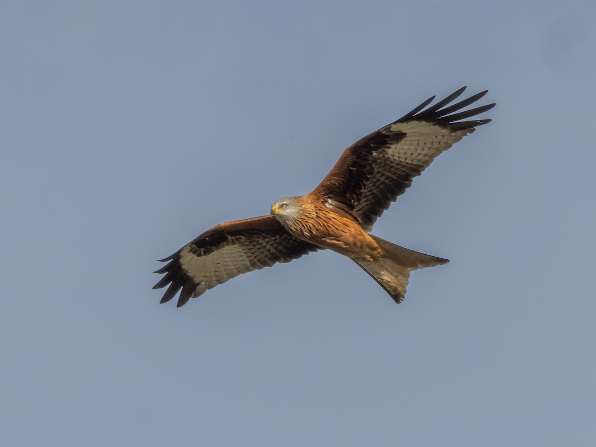 Red Kite - ML612494077