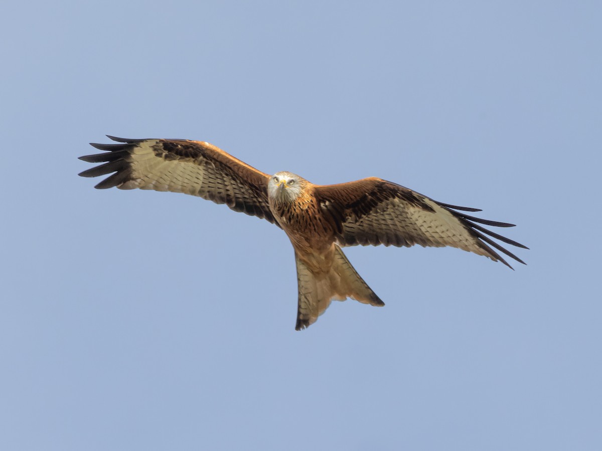 Red Kite - ML612494078