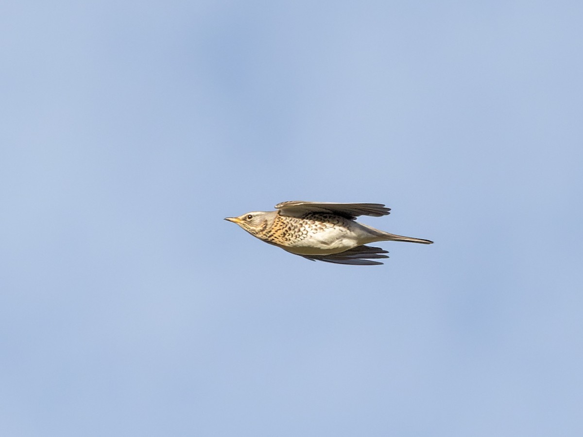 Fieldfare - ML612494081