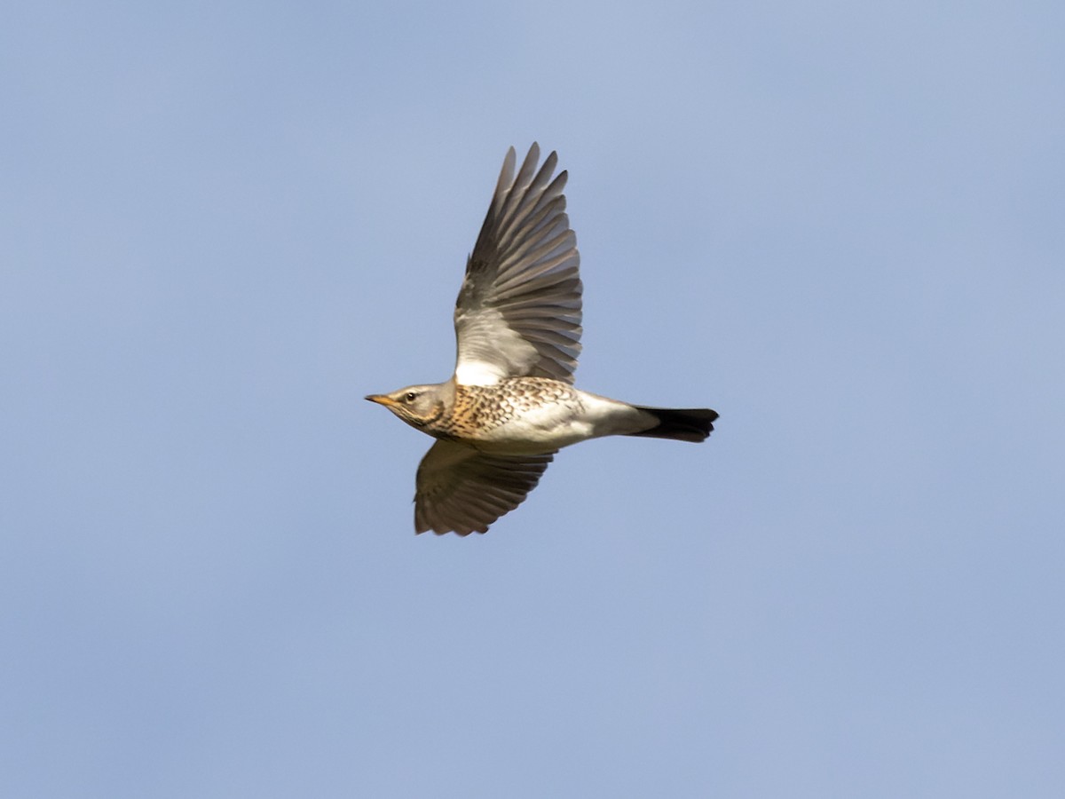 Fieldfare - ML612494082