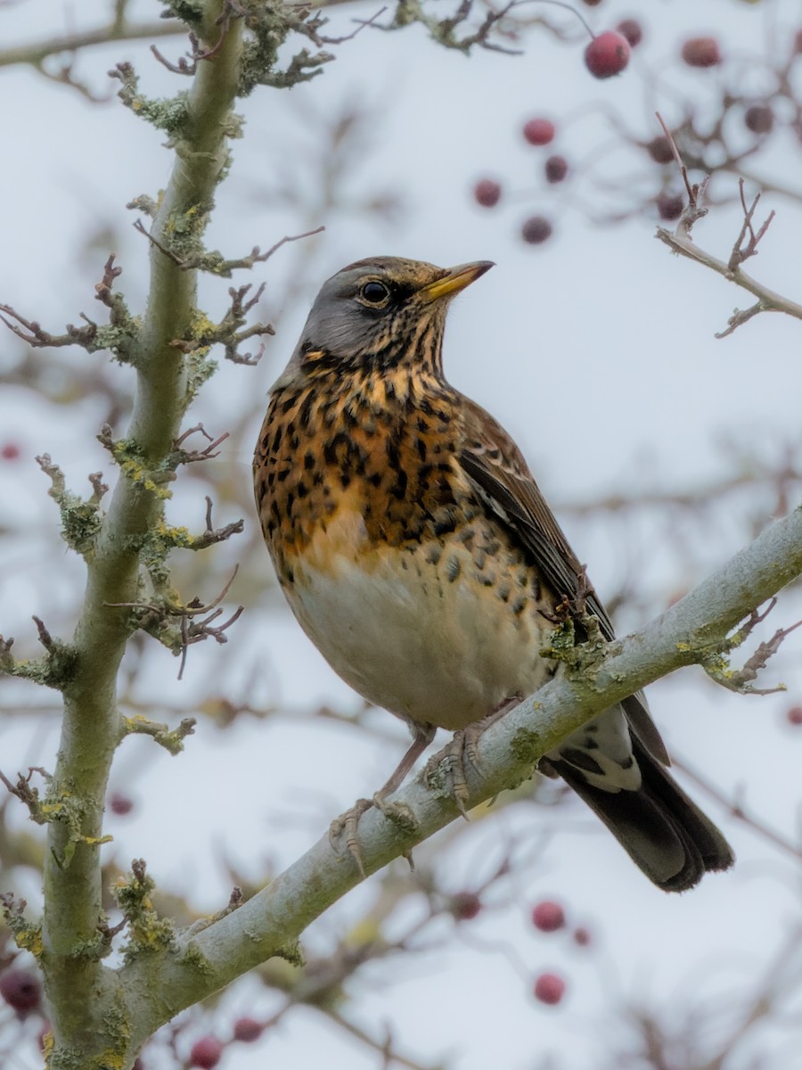 Fieldfare - ML612494083