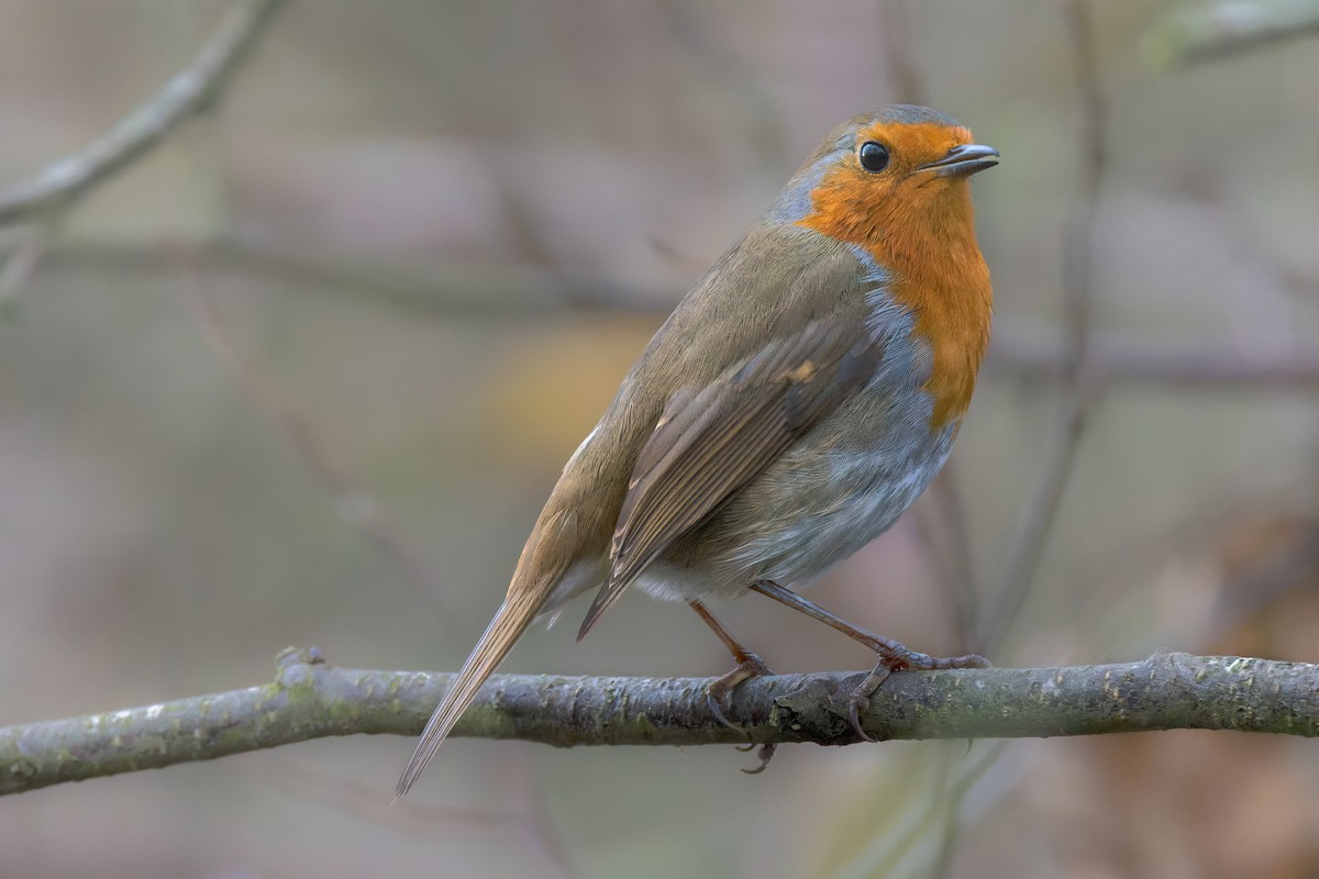 European Robin - ML612494084